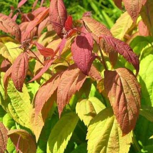Spiraea japonica 'Macrophylla' - Jaapani enelas 'Macrophylla' P13/1L